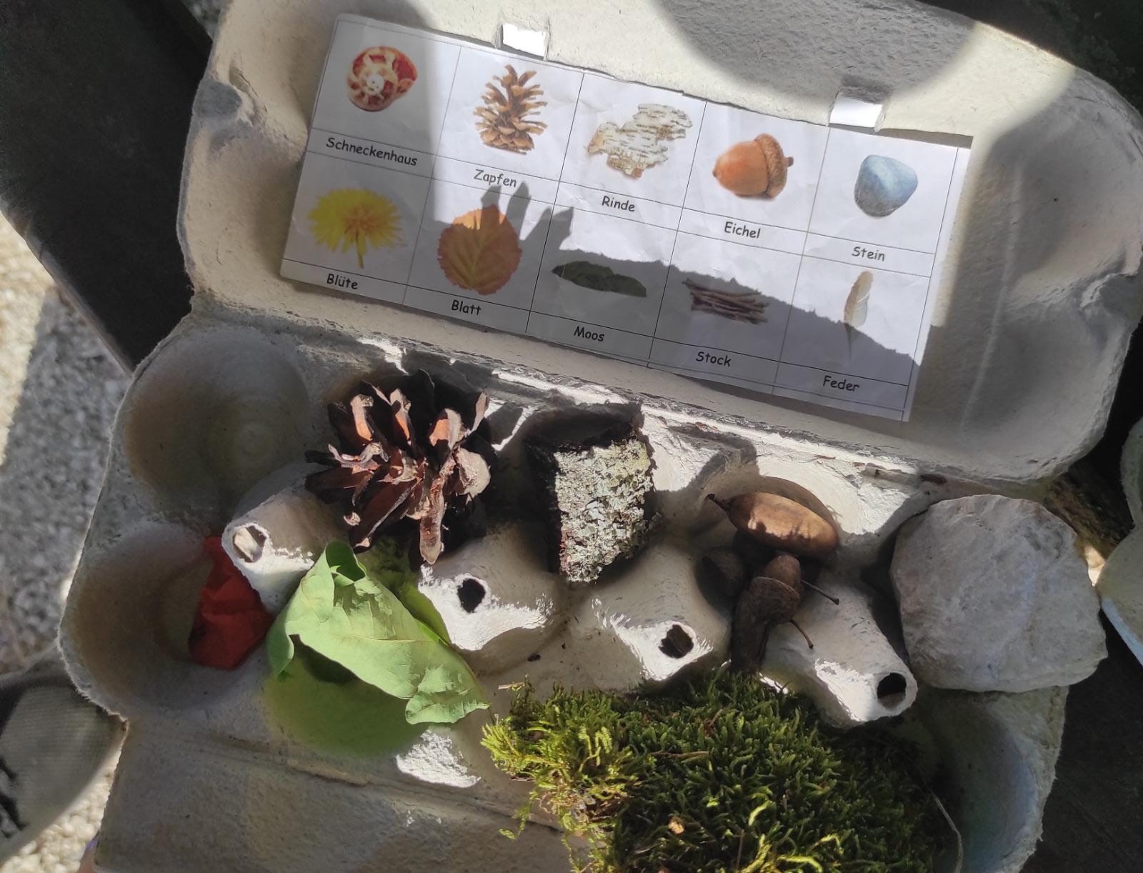 Mehr über den Artikel erfahren Waldwoche Klasse 5